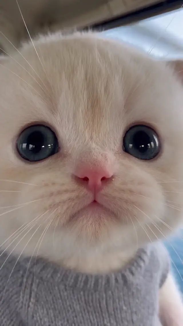 Kitten Helicopter Feeding Gag AI Video Prompt for Pet and Lifestyle Brands