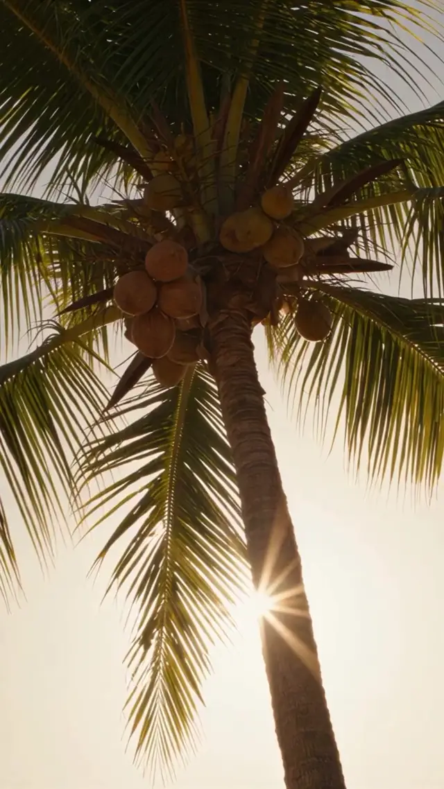Coconut Reveal Lip Balm AI Video Prompt for Ecommerce