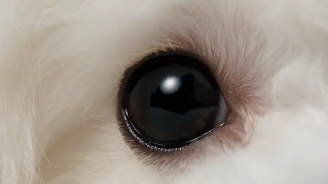Bichon Frise Fashion Video Concept for Ecommerce AI Video Prompt