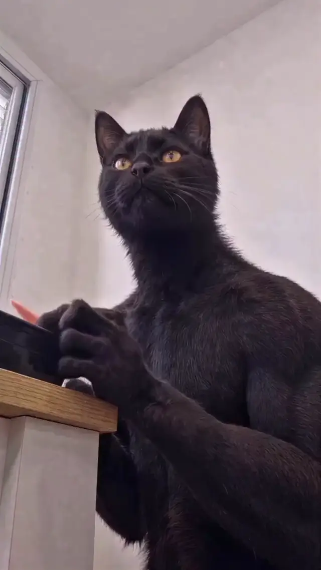 Surreal human-armed cat offers food to woman in soft-lit room