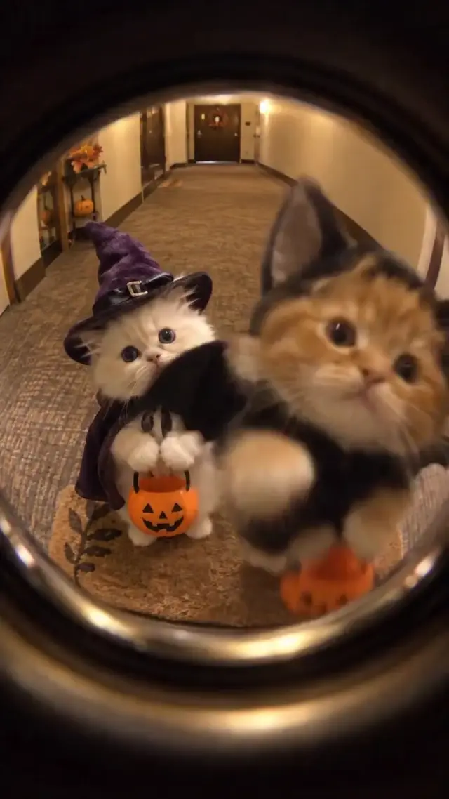 Two Costumed Kittens Trick or Treat and Share a Warm Hallway Hug on Halloween Night